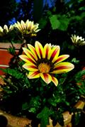 Gazania Rigens